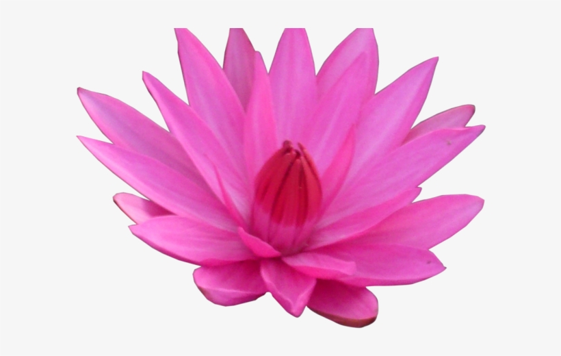 Lotus Clipart Transparent Background - Lotus Transparent, transparent png download