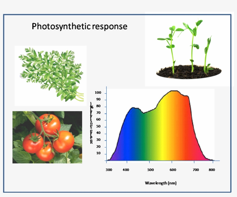 Plant Response In Photosynthetically Active Radiation - Gardening: How To Grow Your Own Garden In 5 Days: Gardening,, transparent png download