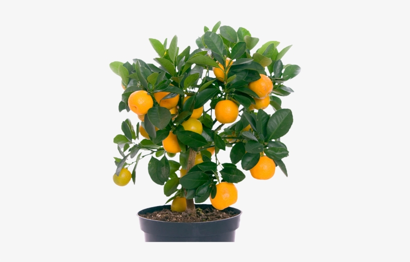 1 - Small Plants With Fruits, transparent png download