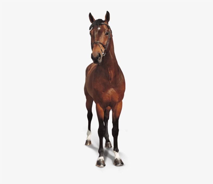 Horse, transparent png download