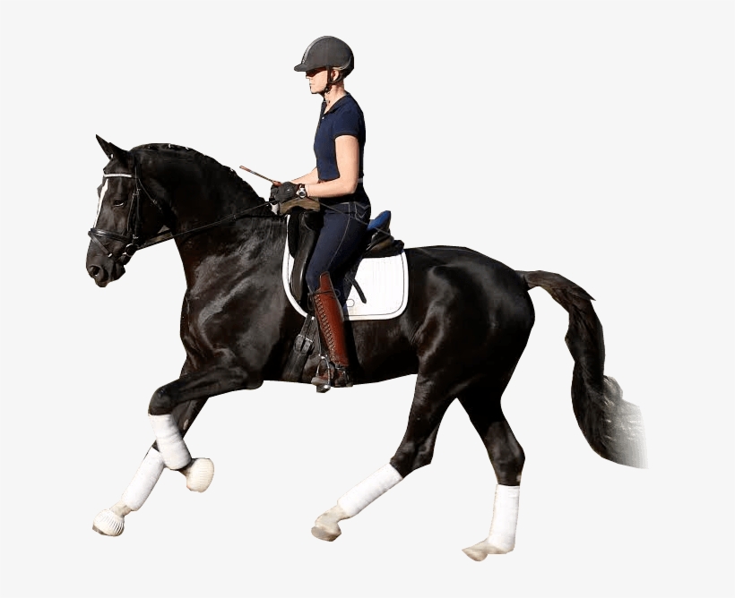 / S - Horse Dressage Transparent, transparent png download