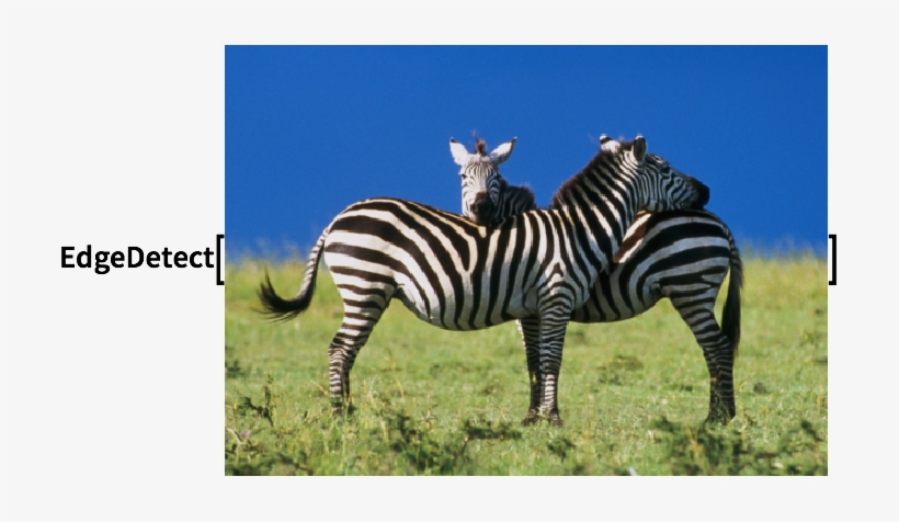 Click For Copyable Input - Zebras Part Of The Horse Family, transparent png download