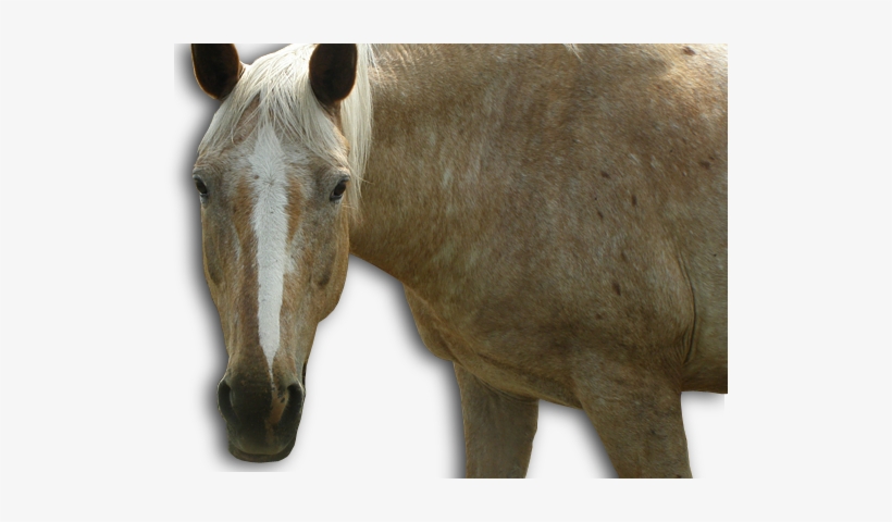 Therapeutic Riding Launches In March - Mustang Horse, transparent png download