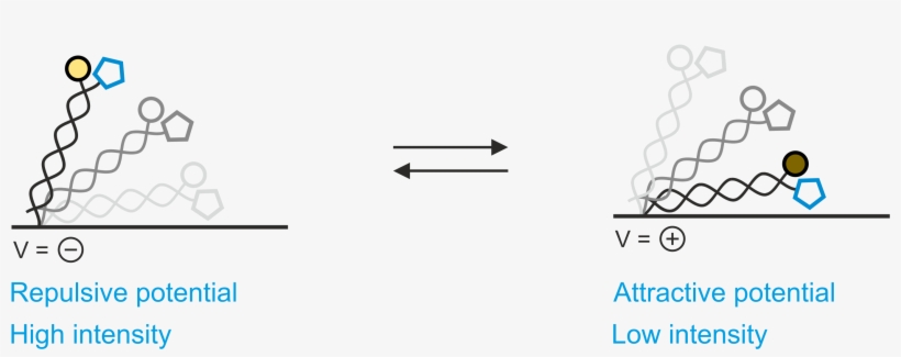 Or Attract Surface Grafted Dna Nanolevers, Which Stimulates - Slope, transparent png download