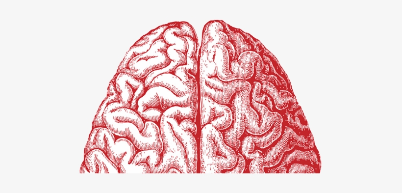 Bilding Knowledge About Concussion - Right Hemispheric Stroke, transparent png download