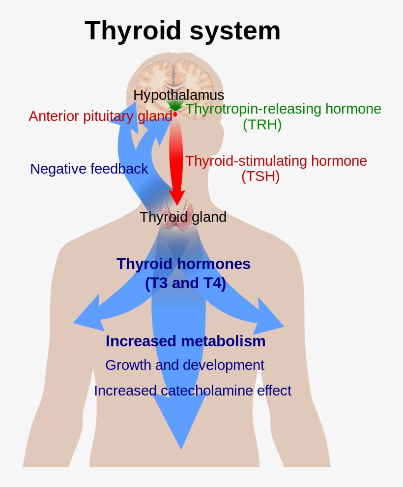 800px-thyroid System - Svg - Thyroid System, transparent png download