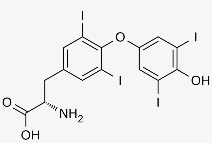 Triiodothyronine Thyroxine (t 4) - Thyroxine T4, transparent png download