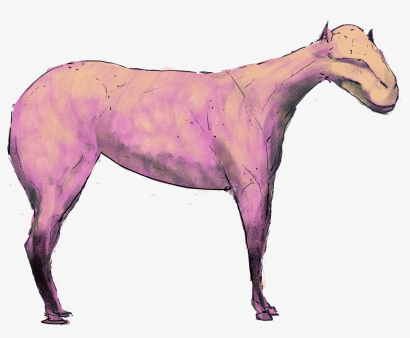 Horse , - Mustang Horse, transparent png download