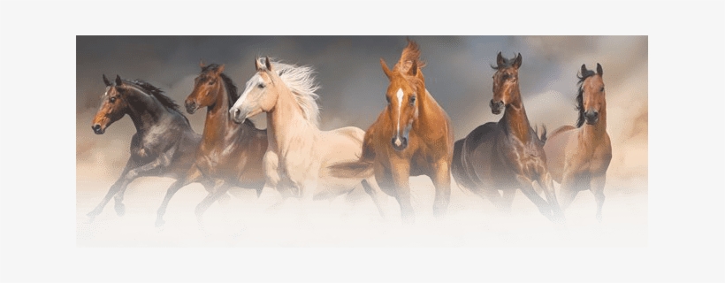 Total Horse Channel - Horses Birthday For Teenager, transparent png download