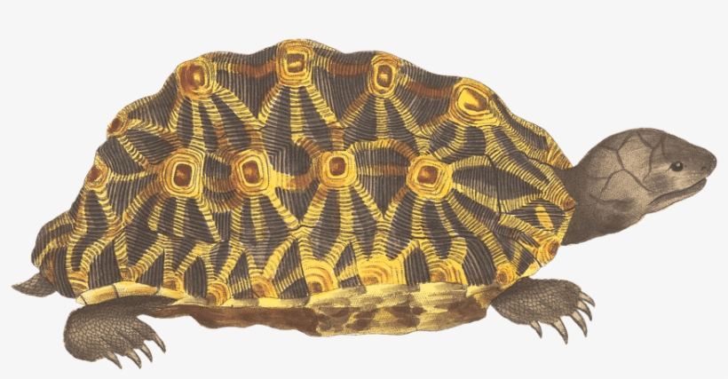Turtle Green And Yellow - Giclee Painting: Geometric Tortoise, Psammobates Geometrica, transparent png download
