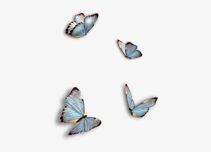Butterflies, Blue, Insect, Png, Isolated - Ragdoll Kitty And Butterflies, transparent png download