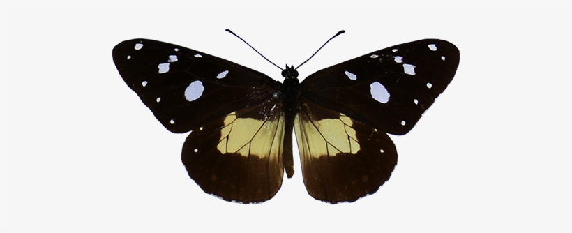 B11icon, transparent png download