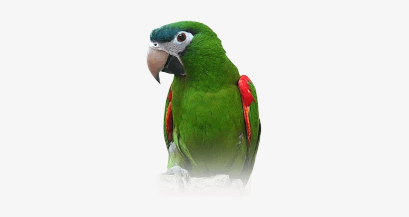 Hahn's Macaw - Hahns Macaw, transparent png download