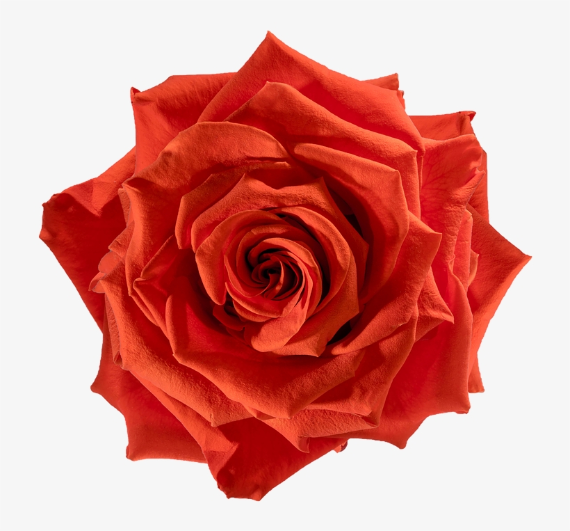 Preserved Rose Orange Fire - Rose, transparent png download