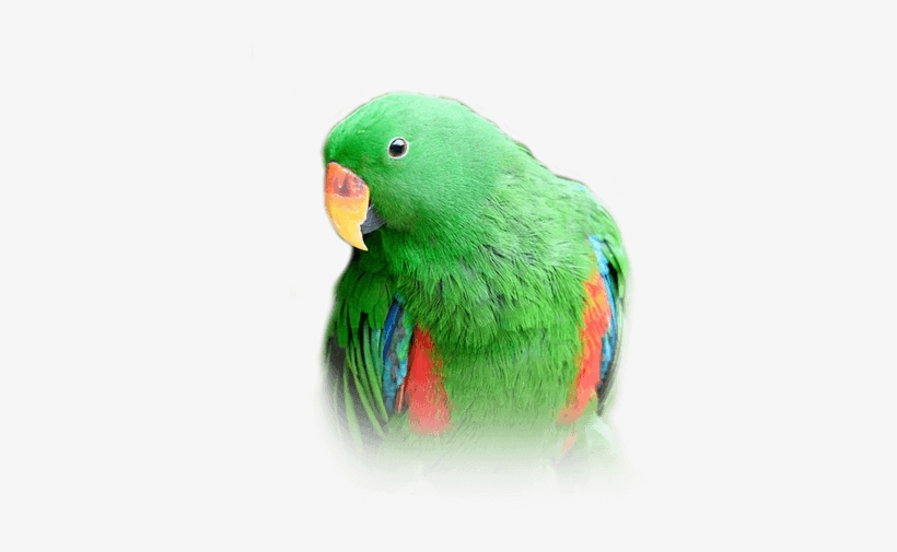Eclectus - Food, transparent png download