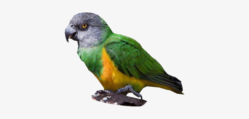 Senegal Parrot - Niam Niam Parrot, transparent png download