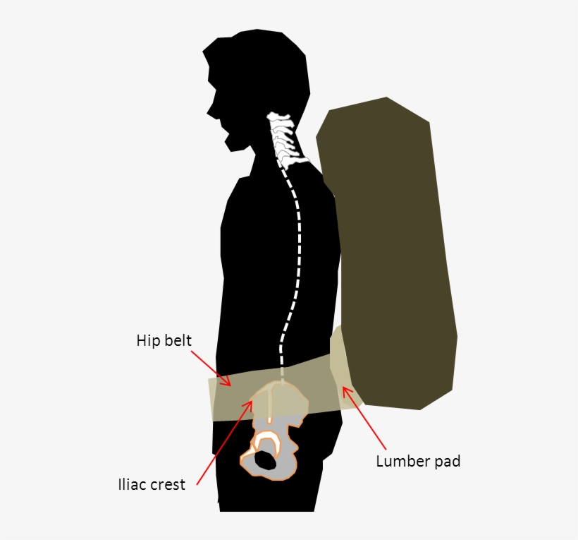 Hipbelt Fit - Pelvis, transparent png download