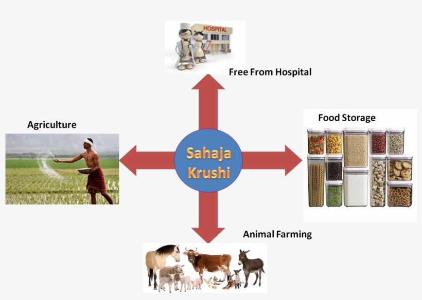 Sahaja Krishi Is Nothing But God Blessing To Humanity - Dairy Cow, transparent png download