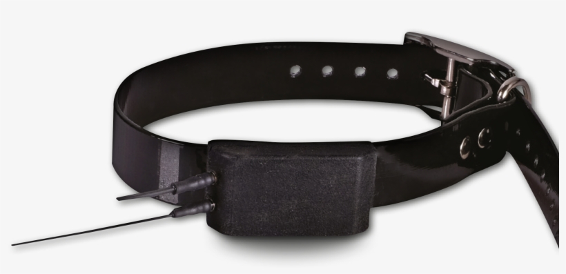 More Info - Dog, transparent png download