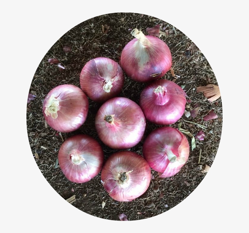 Red Onion - Export, transparent png download