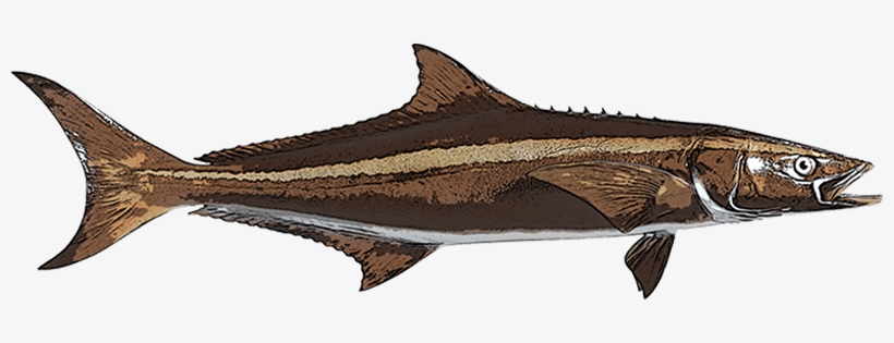 Cobia, transparent png download