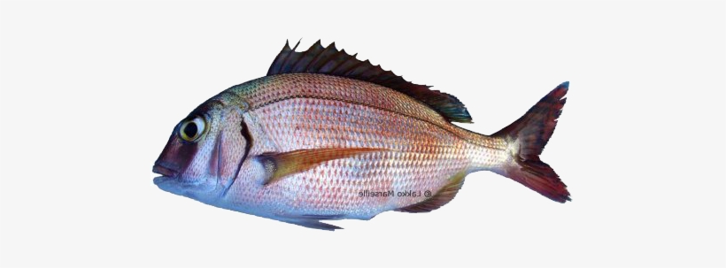 Common-seabream - Red Porgy, transparent png download