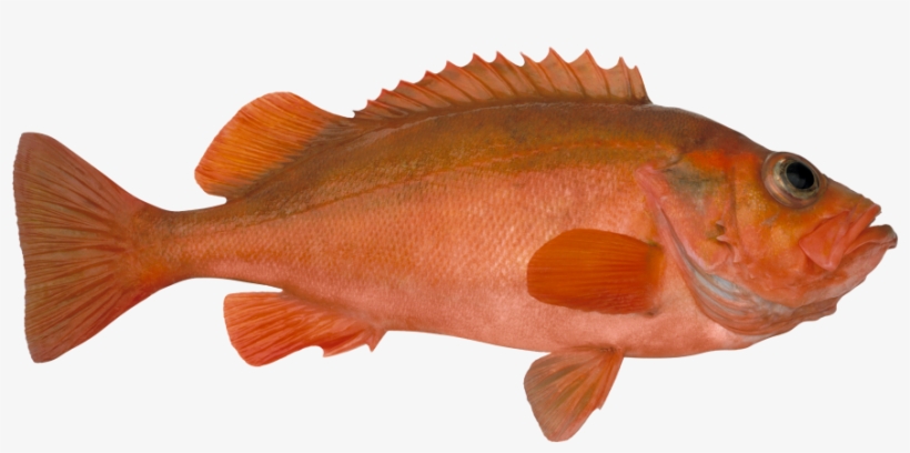 Uer Sjomatadet Eiliv Leren - Norway Redfish, transparent png download