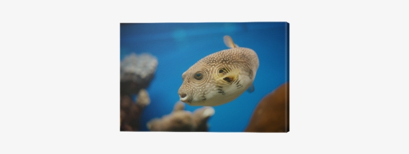 Red Sea Fishes, transparent png download