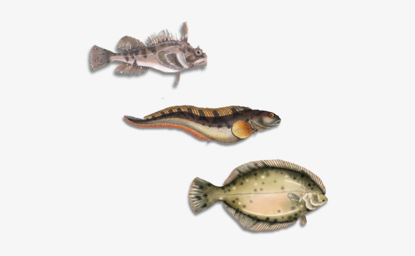 Group-fish - X-therma Inc, transparent png download
