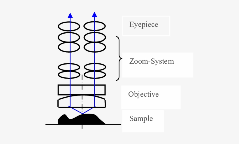 The Basic Principle Of The Stereo Microscope Stereo Microscope Principle Transparent Png 507x413 Free Download On Nicepng