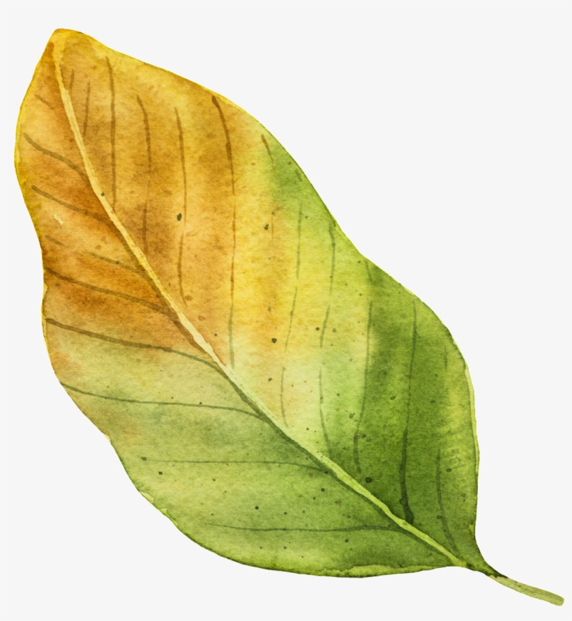 Yellow Autumn Leaf Vector Autumn Transparent Png 1024x1063 Free Download On Nicepng