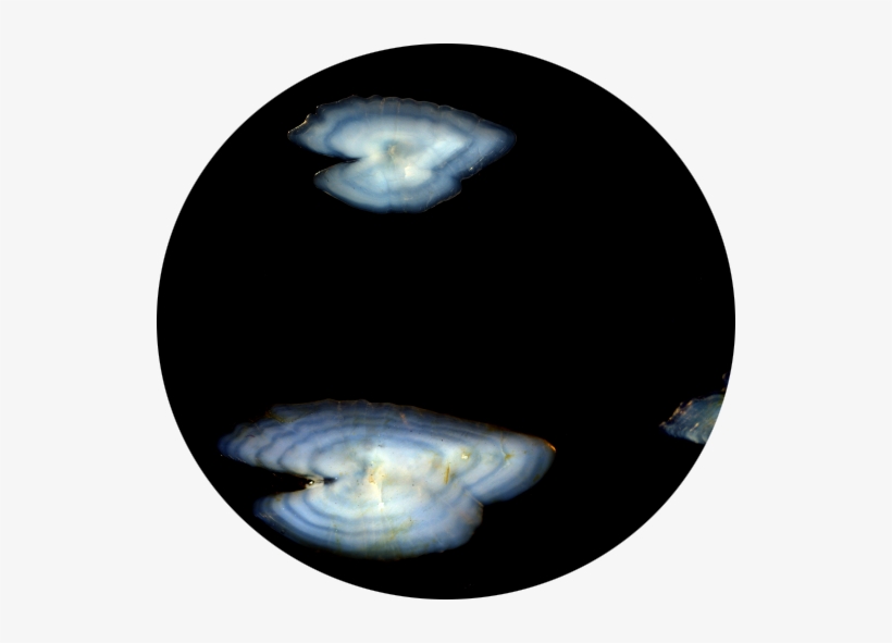 Given The Situation Of General Overexploitation Of - Ecology, transparent png download