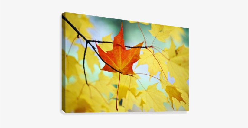 Oregon, United States Of America - Gallery-wrapped Canvas Art Print 10 X 7 Entitled An, transparent png download