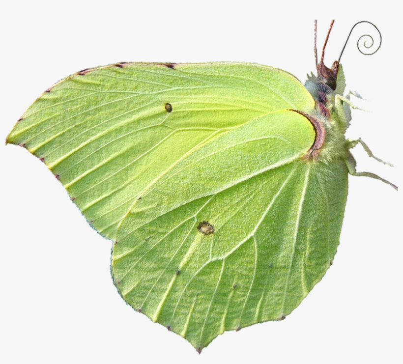 Butterfly Png Download - Mimetismo Animal, transparent png download