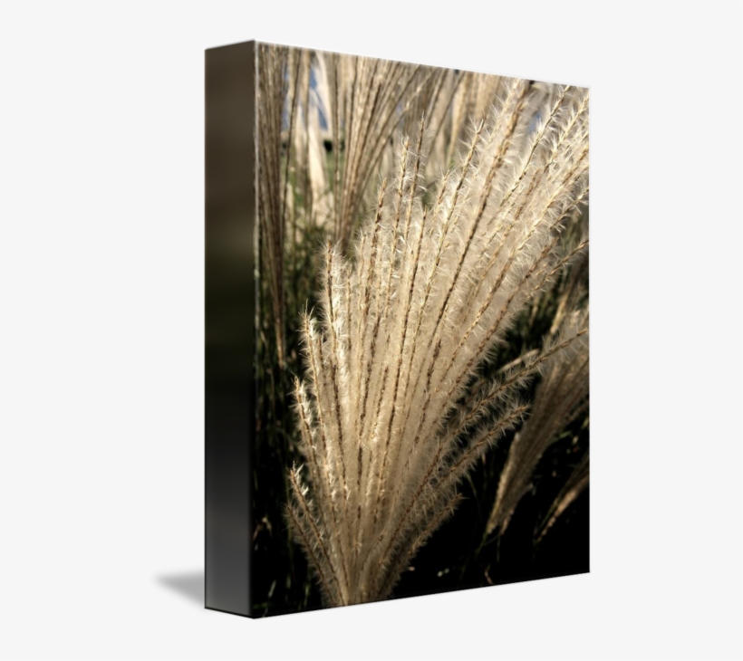 Gallery-wrapped Canvas Art Print 8 X 10 Entitled Black, transparent png download