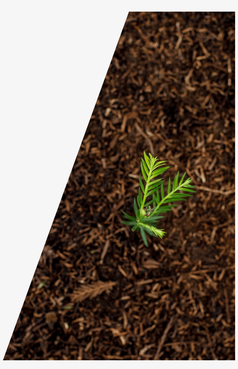 Grass, transparent png download