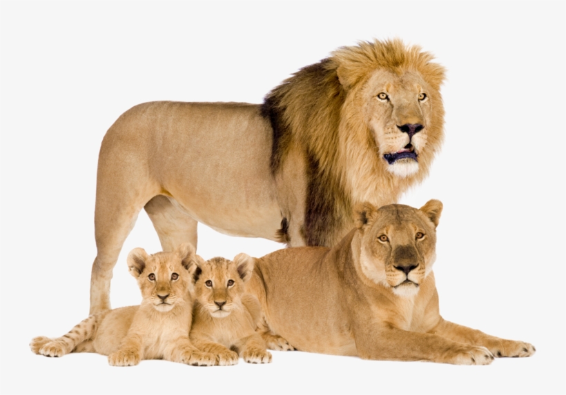 Sometimes You Will Want To Recover Specific Items From - Lion Lioness And Cubs, transparent png download