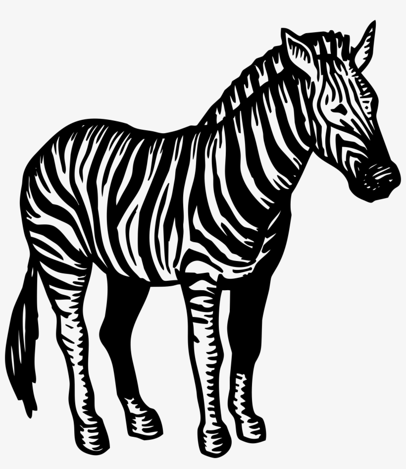 Zebra Png Picture - Zebra Illustration Png, transparent png download