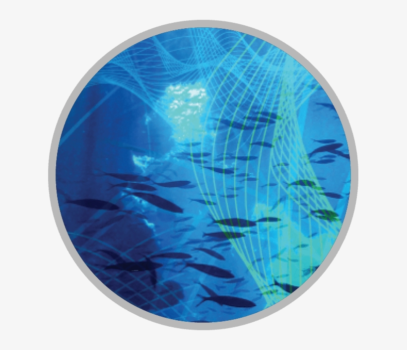 Fish - Planet Of Zuba Zuba, transparent png download