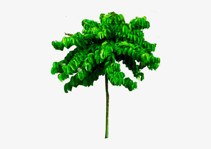Free Download Tropical Png Tree Image High Quality - Garden, transparent png download