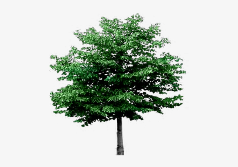 Awesome Tree With Transparent Background English Oak - Super Smash Bros Brawl Gameplay, transparent png download