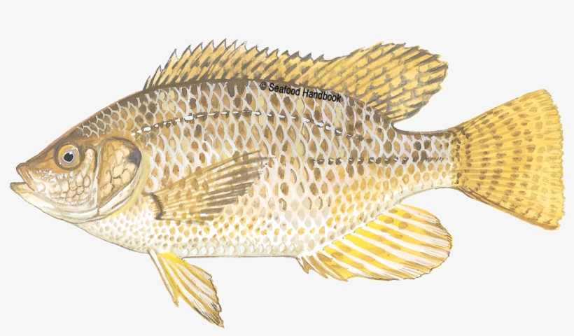Tilapia - Fish, transparent png download
