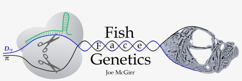 Fish Face Genetics - Genetics, transparent png download