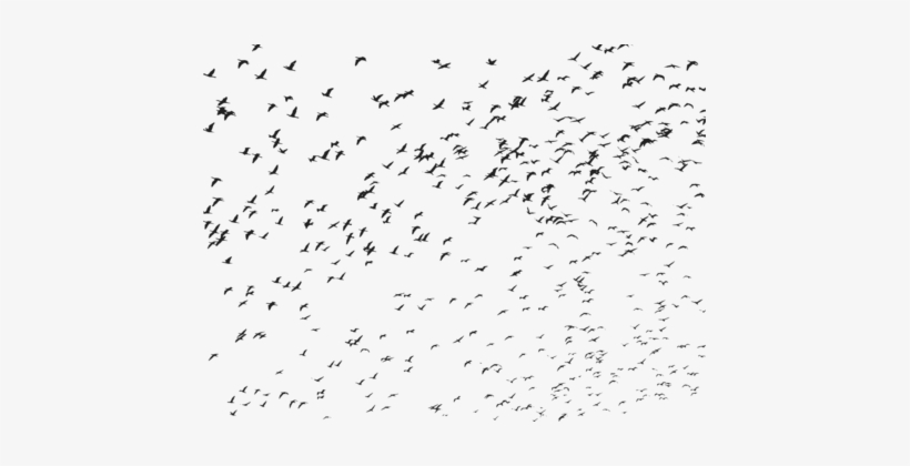 Bird Flight Bird Migration Flock - Flying Bird Bird Png, transparent png download