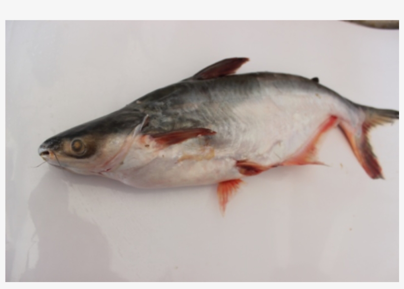 Jaal Kapour Jaal Kapour - Pacific Sturgeon, transparent png download