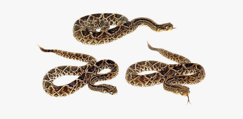 Snake Terrarium Bastards Animals Camo Veno - Pine Snake No Background, transparent png download