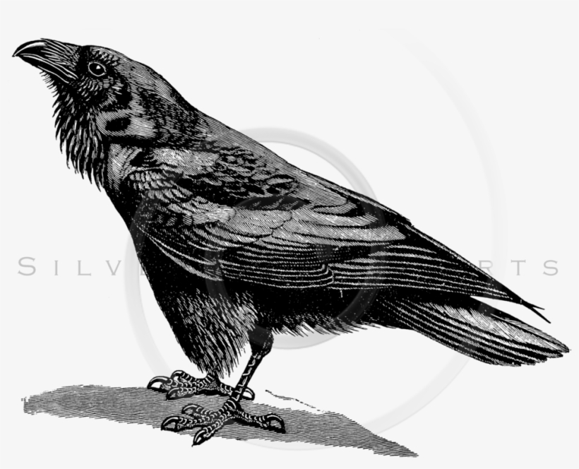 Crow Png Download - Black And White Ravens Bird, transparent png download