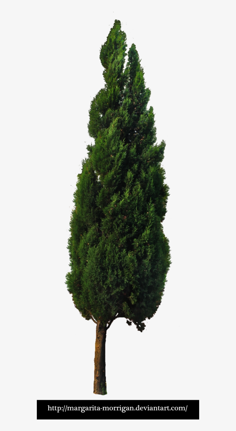 Tree 03 By Margarita Morrigan - Mexican Pinyon, transparent png download