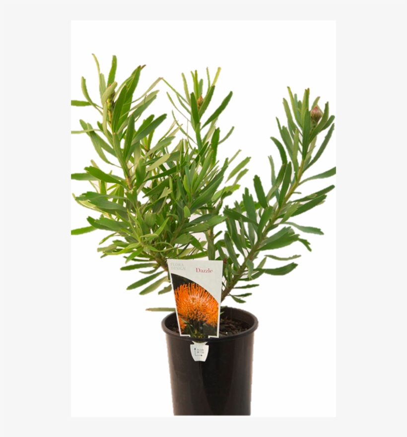 140mm Assorted Protea 'flora Design Range' - Design, transparent png download