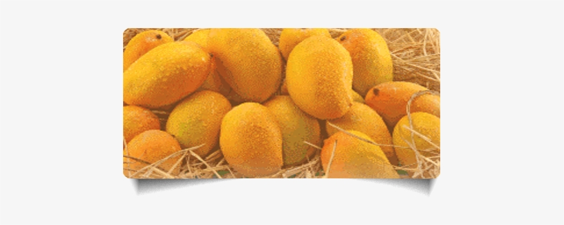 Overview - Kesar Mango - Kesar Mango Hd, transparent png download